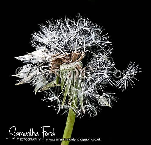 Dandelion Head Macro