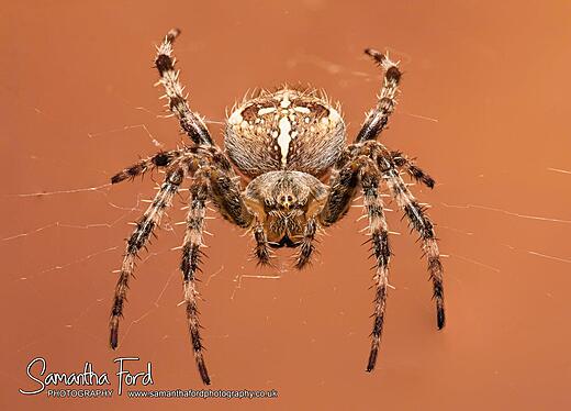 Garden Orb Spider