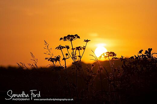 Sunset Silhouette