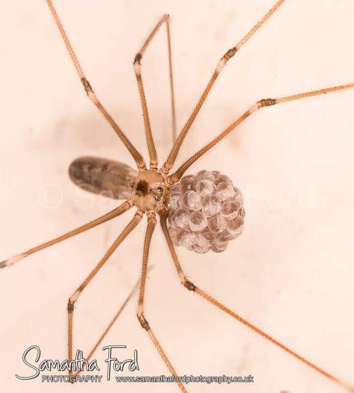 Cellar Spider With Eggs