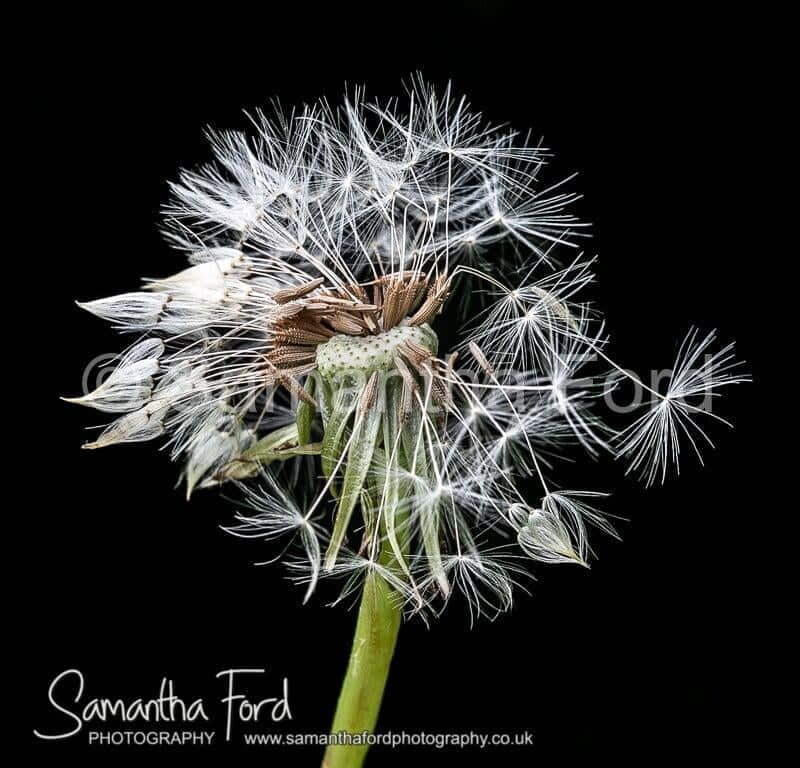 Dandelion Head Macro