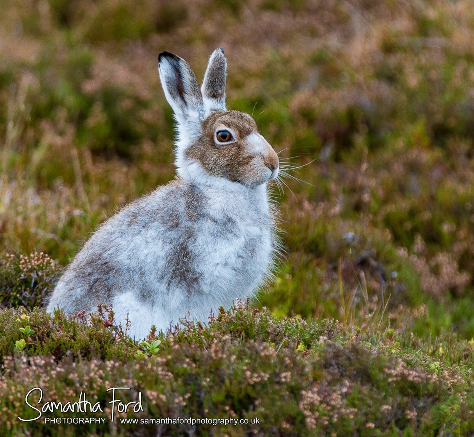 Mountain Hare